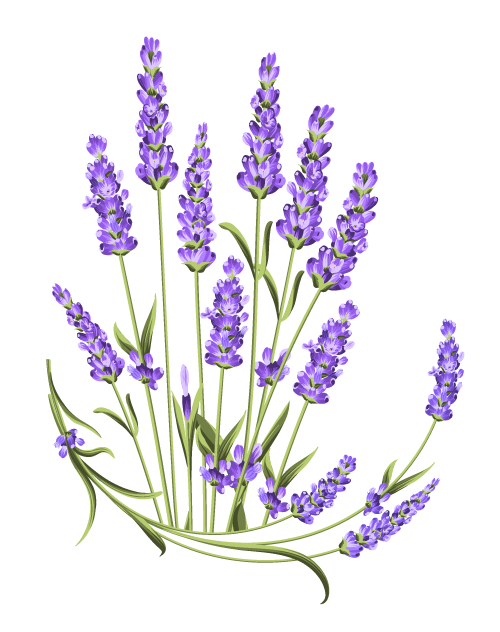 Lavanda